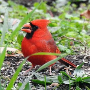 Meet your Posher, Pat